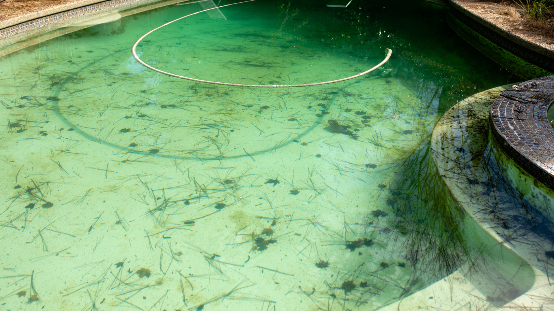 Featured image for “No More Green Pool: How to Spot and Fix Algae Imbalances Fast”
